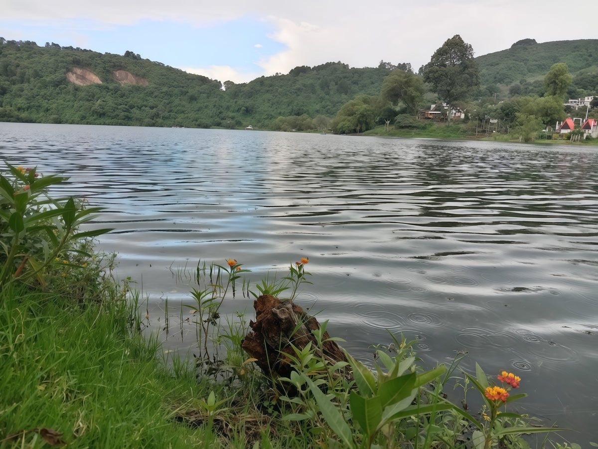 Sobre nuestro Santuario de flores