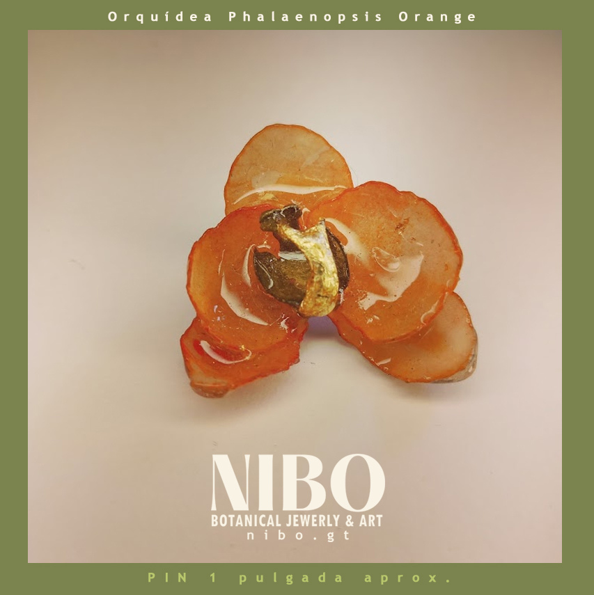 Pin / Orquídea Phalaenopsis