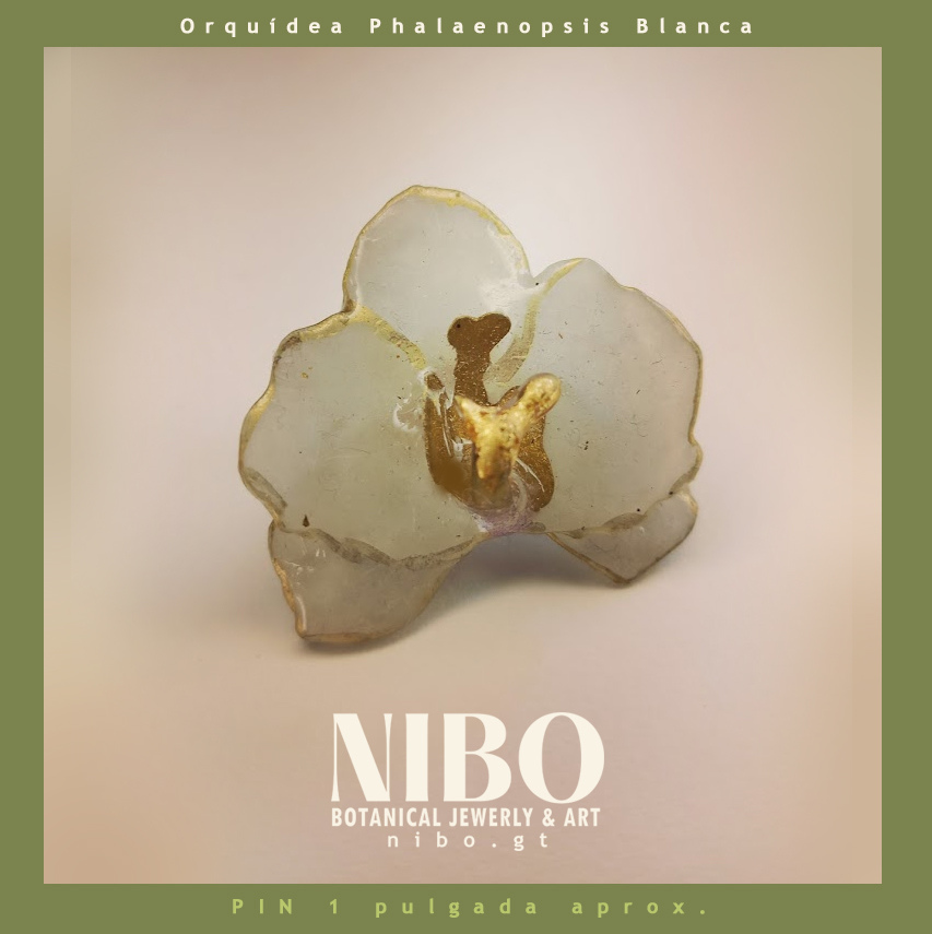 Pin / Orquídea Phalaenopsis