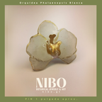 Pin / Orquídea Phalaenopsis