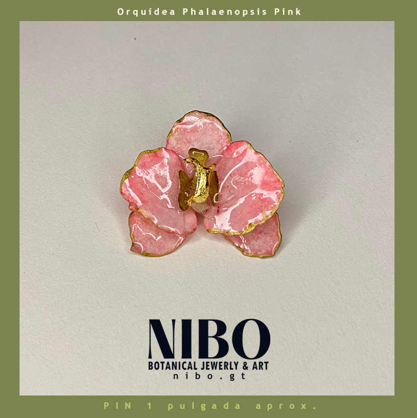Pin / Orquídea Phalaenopsis