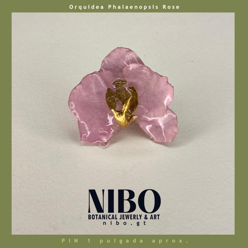 Pin / Orquídea Phalaenopsis