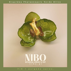 Pin / Orquídea Phalaenopsis