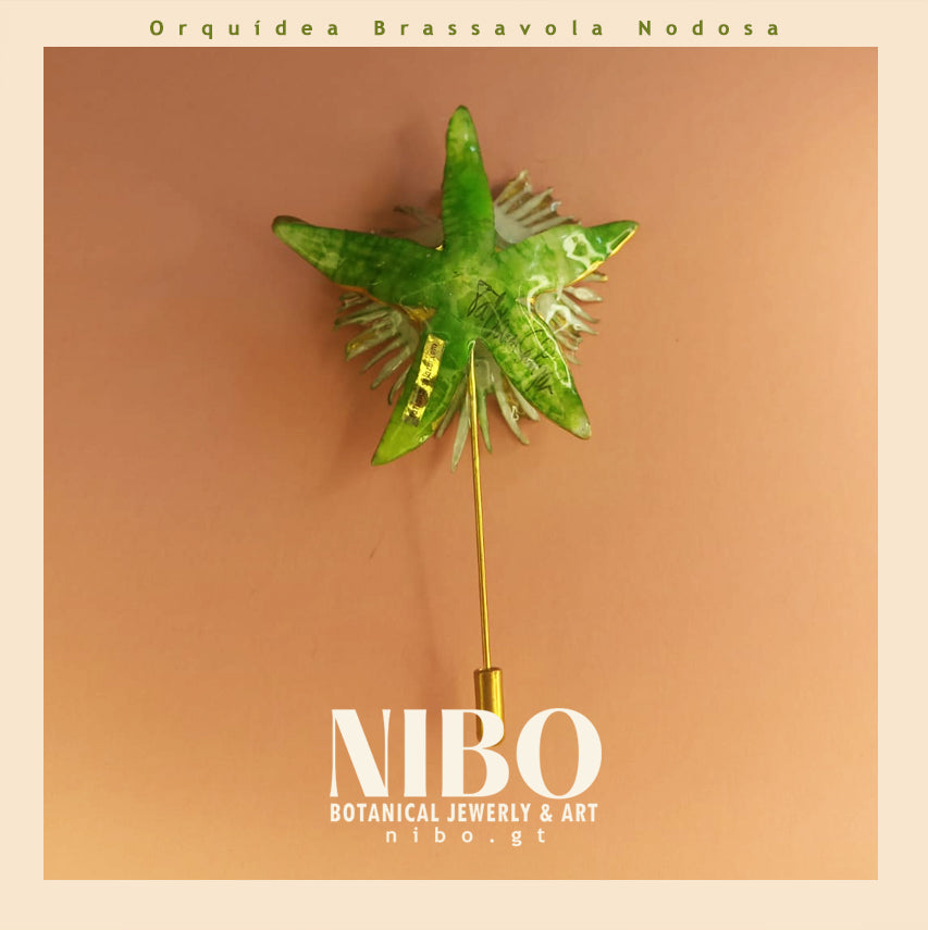 Flor Brassavola / Broche de Alfiler