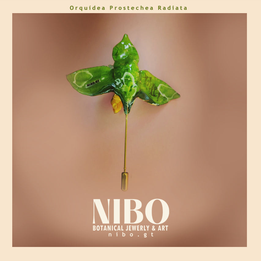 Broche de Alfiler / Prosthechea radiata