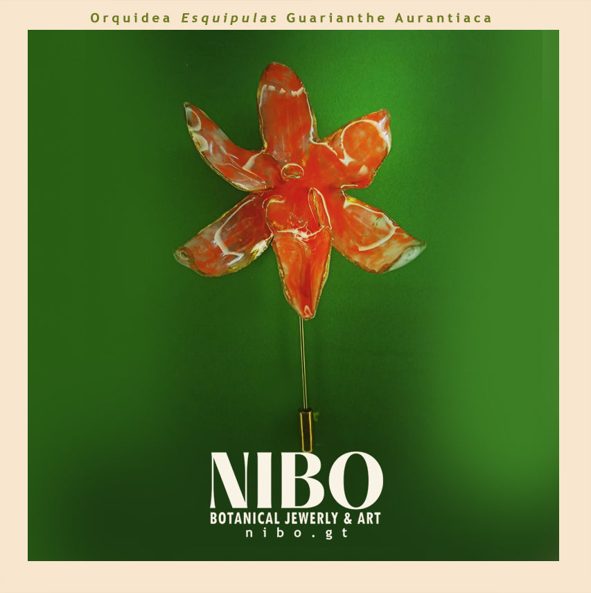 Broche de Alfiler / Guarianthe aurantiaca