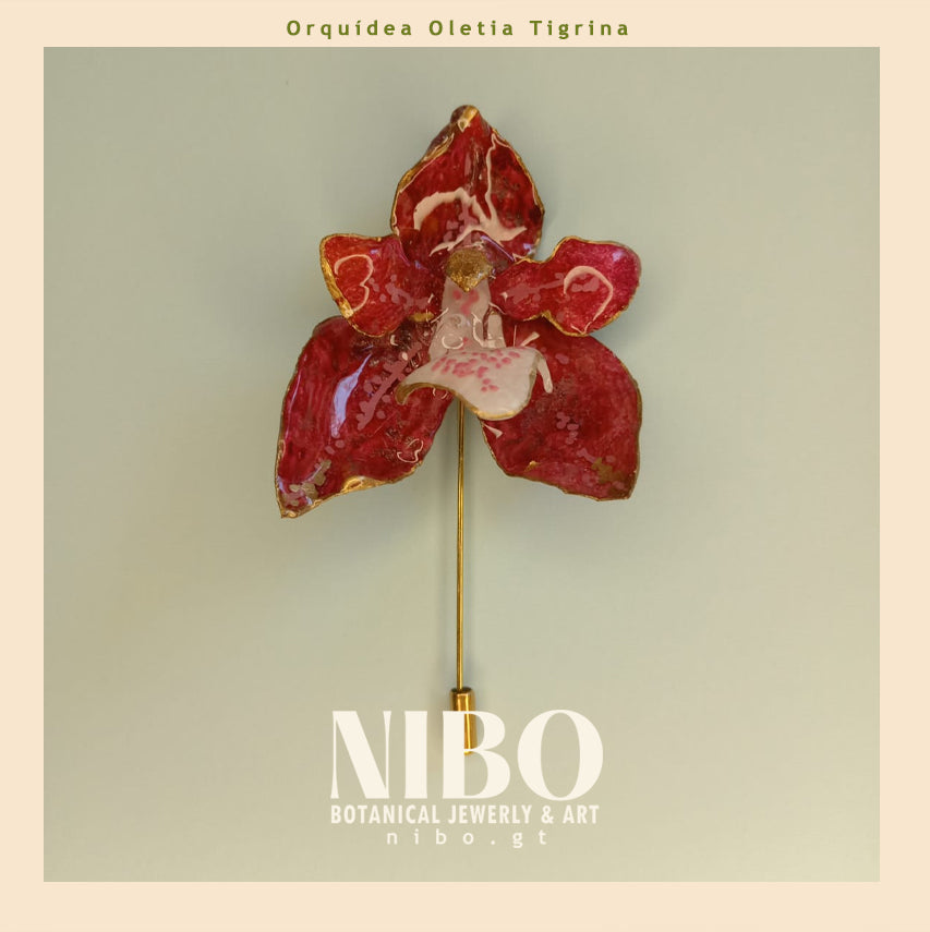 Broche de Alfiler / Oletia Tigrina