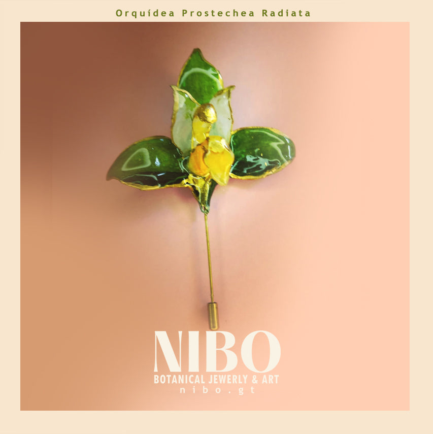 Broche de Alfiler / Prosthechea radiata