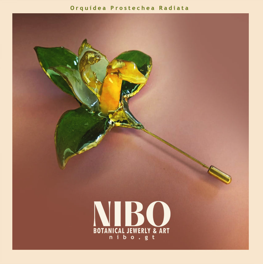 Broche de Alfiler / Prosthechea radiata
