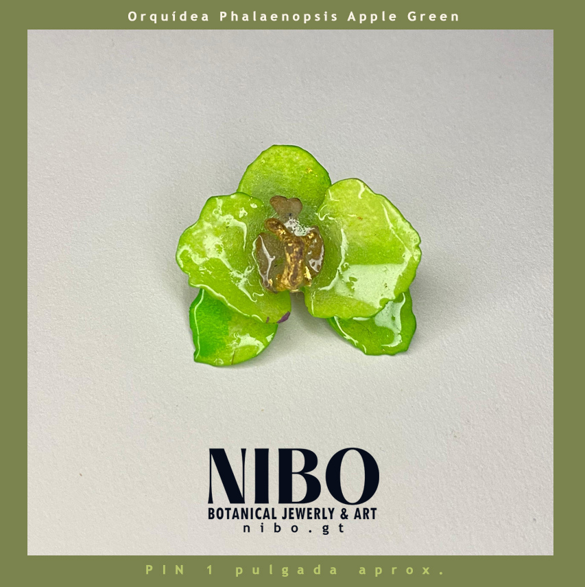 Pin / Orquídea Phalaenopsis