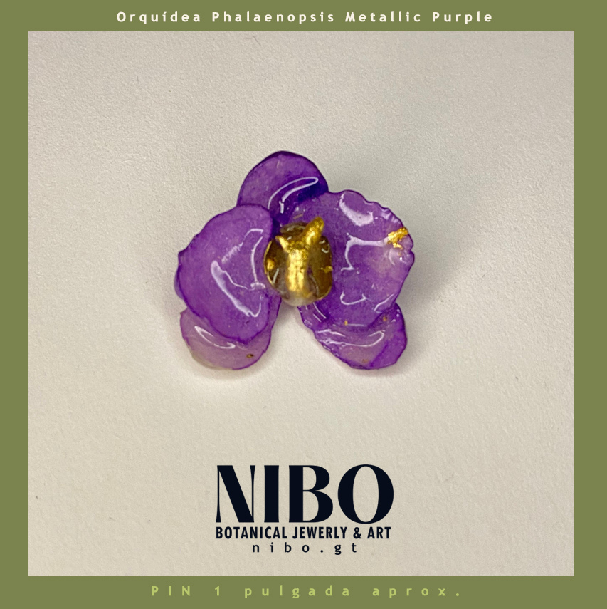 Pin / Orquídea Phalaenopsis