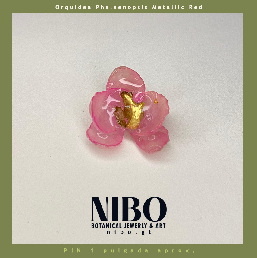 Pin / Orquídea Phalaenopsis