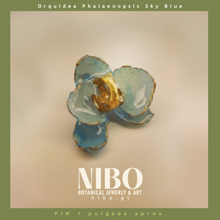 Pin / Orquídea Phalaenopsis
